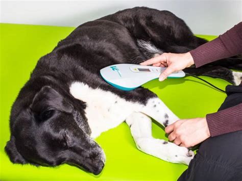 Praxis für Tierphysiotherapie München » Lasertherapie (Laserdusche