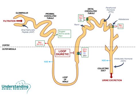 lasix for kidney disease