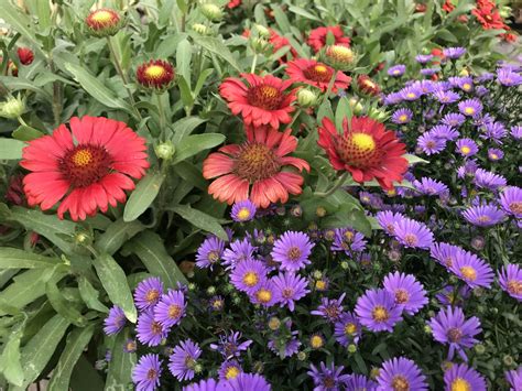 Best Perennials for Late Summer Color Longfield Gardens