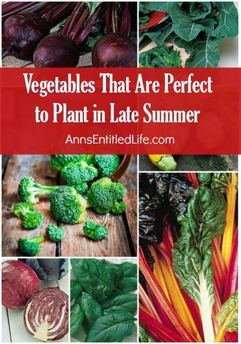 Best LateSummer Vegetables You Can Plant