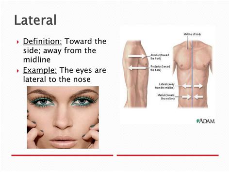 Lateral Definition Anatomy Example