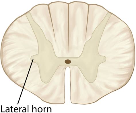 Demystify Lateral Horn: Unveil Its Secrets
