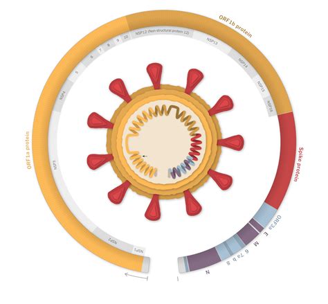 What You Need to Know About the Latest COVID Variant
