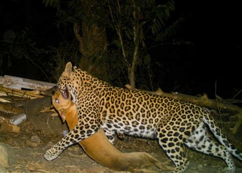 latest leopard death caught on camera
