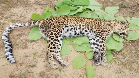 latest leopard death in south africa