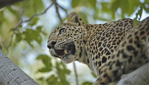 latest leopard death linked to habitat loss