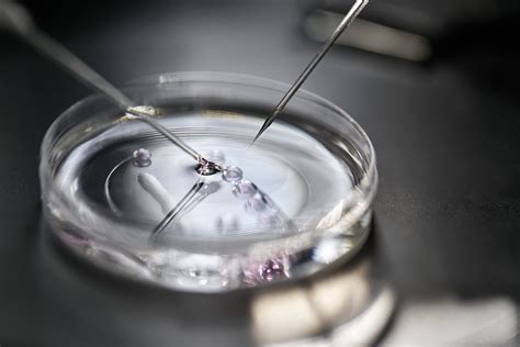 latest news on in vitro fertilization