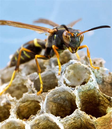 latest news on wasps