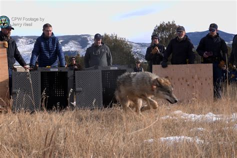 latest on wolves in colorado