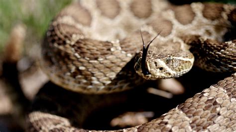 latest snake bite deaths