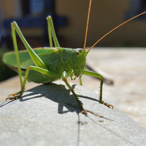 latin name for crickets