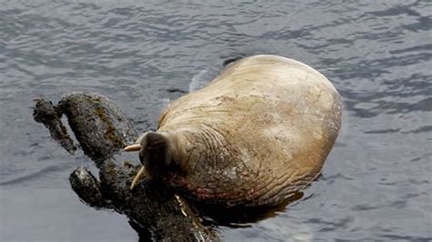 latin name for walrus