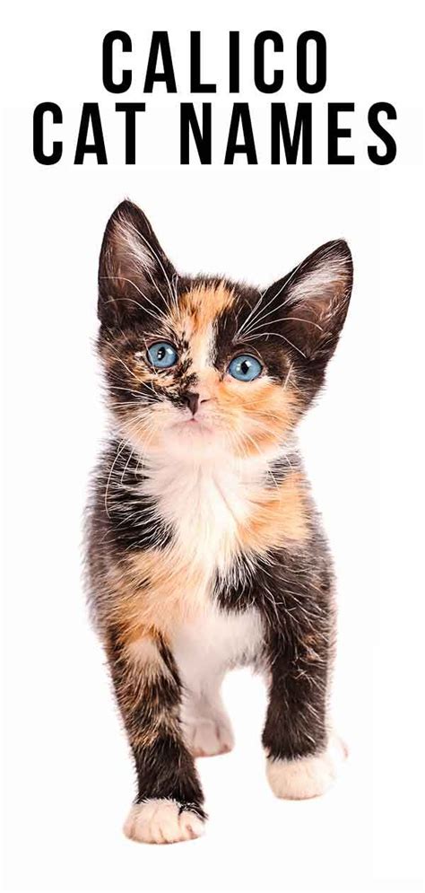 latin word for calico cat