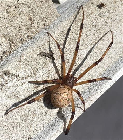 Mysterious Spiders Unveiled Black Widow Latrodectus Geometricus Exposed