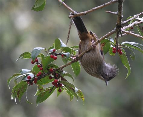 Discover the Vocal Wonders of Laughingthrushes: A Birdwatching Guide to Their Enchanting Calls