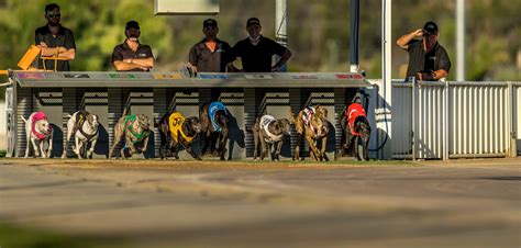launceston greyhound racing club