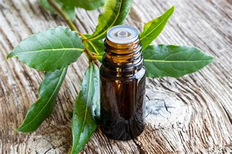 Laurel Leaf Essential Oil Uses