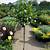 laurus nobilis full standard - bay laurel tree