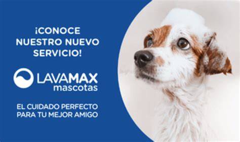 Máquinas de lavado de perros. Nuestra opinión La vida con Pancho