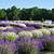 lavender festival door county