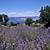 lavender fields croatia