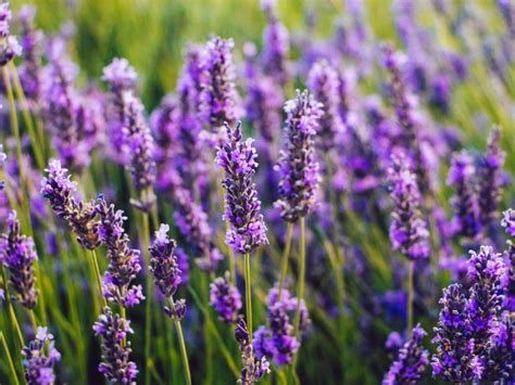 How to Grow English Lavender