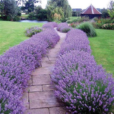 How to grow lavender Better Homes and Gardens