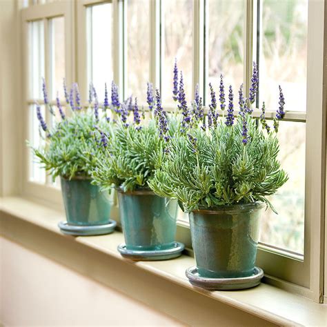 lavender plant tips Lavender plant care, Indoor lavender plant