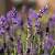lavender plants for sale ireland