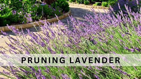Grow How Pruning Lavender