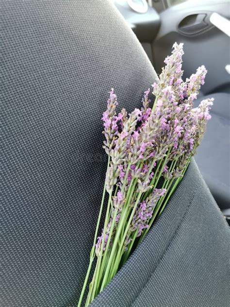 Lavender Car Interior