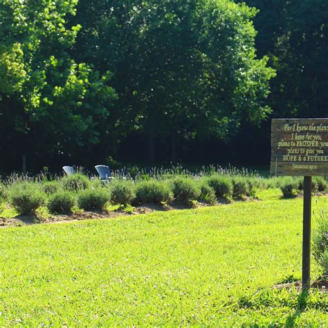 Lavender Field Morrow Ohio