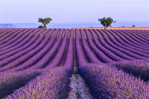 lavender fields provence