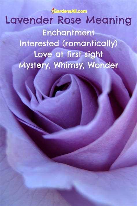 Lavender Rose Meaning Queer