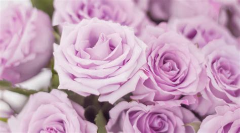 Lavender Roses: Stunning Secrets for Your Perfect Garden