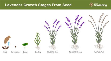 Lavender Tree How Big Does It Grow