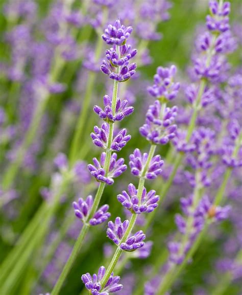 Top 10 Lavender Varieties To Grow in your Garden Lavender varieties