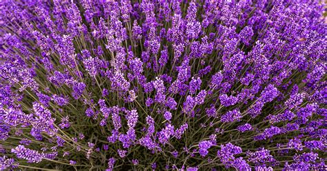 Lavender When To Plant