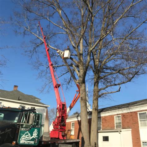 Lavigne Tree Service