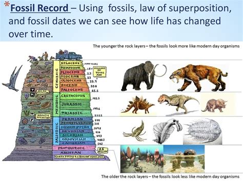 Law Of Fossil Regression
