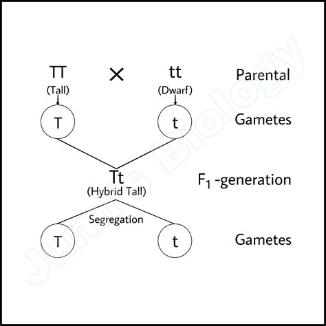 law of inheritance class 12