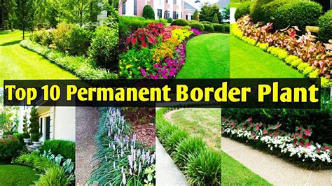 lawn border plants