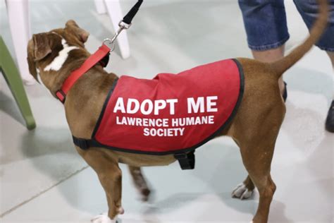 lawrence ks humane society adoptable dogs