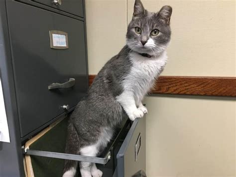 lawrence pets craigslist