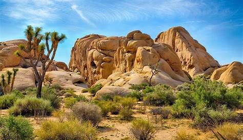 What to do in Joshua Tree National Park with Kids — Big Brave Nomad