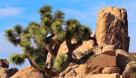 Joshua Tree National Park in the Winter - Travel Guide