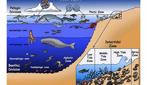 layers of the ocean for kids - Google Search | Ocean zones, Ocean
