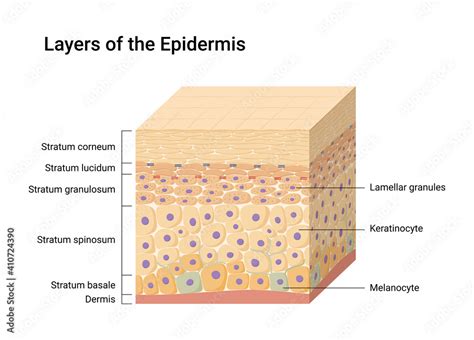 Layers Of Epidermis And Its Function