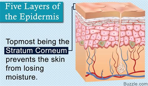 Layers Of Epidermis And Their Functions