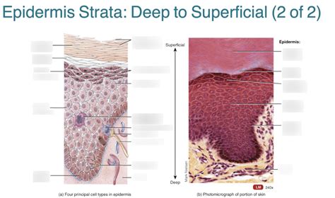 Layers Of Epidermis From Superficial To Deep Quizlet